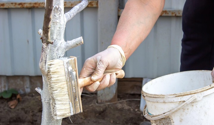 Nová záhrada - február v záhrade
